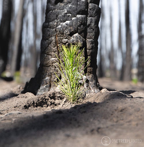 One-Tree-Planted.jpg