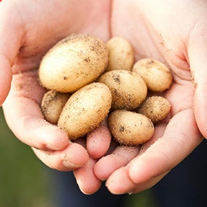 A pair of hands holding small potatoes.