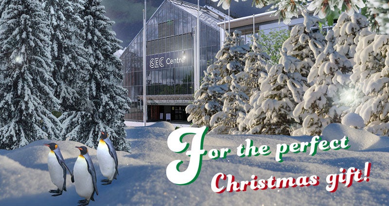 penguins_chritsmas_800x423.jpg